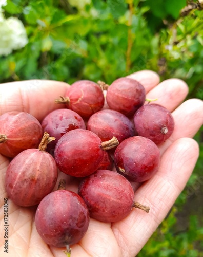 bunch of gooseberry