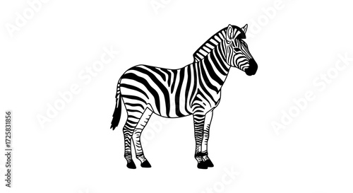 zebra isolated on white background