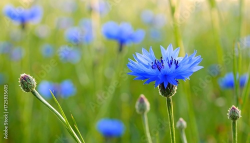Wallpaper Mural Vibrant blue cornflowers in a field Torontodigital.ca