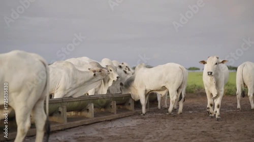 A herd of white brahman cattle gathers around a feeding trough on a farm