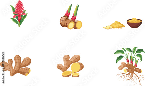 Ginger and turmeric plant illustration, herbal root drawing, spice rhizome sketch, organic food design, medicinal herb vector, botanical art, natural ingredient