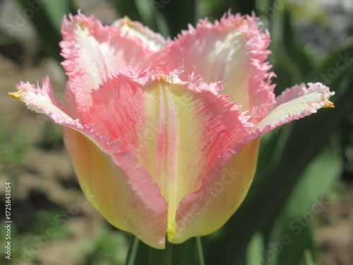 Zbliżenie na różowe kwiaty tulipanów © Kumulugma