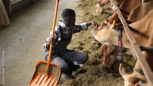 Happy African man farmer worker takes care of cow as sign of concern for animal health care. Concept farm agriculture cattle livestock farming industry.