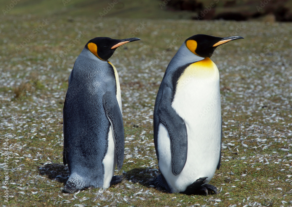 Fototapeta premium Manchot royal, Aptenodytes patagonicus, King Penguin, Iles Falkland, Malouines