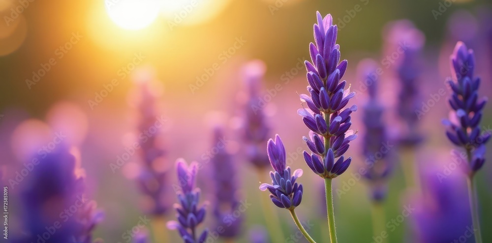 Obraz premium A close-up shot of vibrant lavender flowers in full bloom under the sun, showcasing their delicate petals and soothing purple hues , peaceful , plant