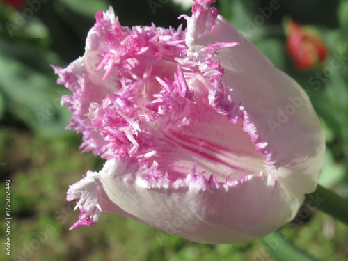 Zbliżenie na różowe kwiaty tulipanów © Kumulugma