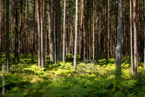 фотографія Sunlight filters through tall trees in a lush green forest