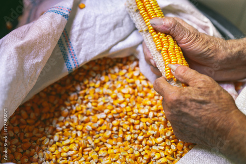 Foto A detailed, intimate close-up of farmer's aged hands holding and shelling dry corn cob, allowing the bright yellow kernels to fall into woven white sack