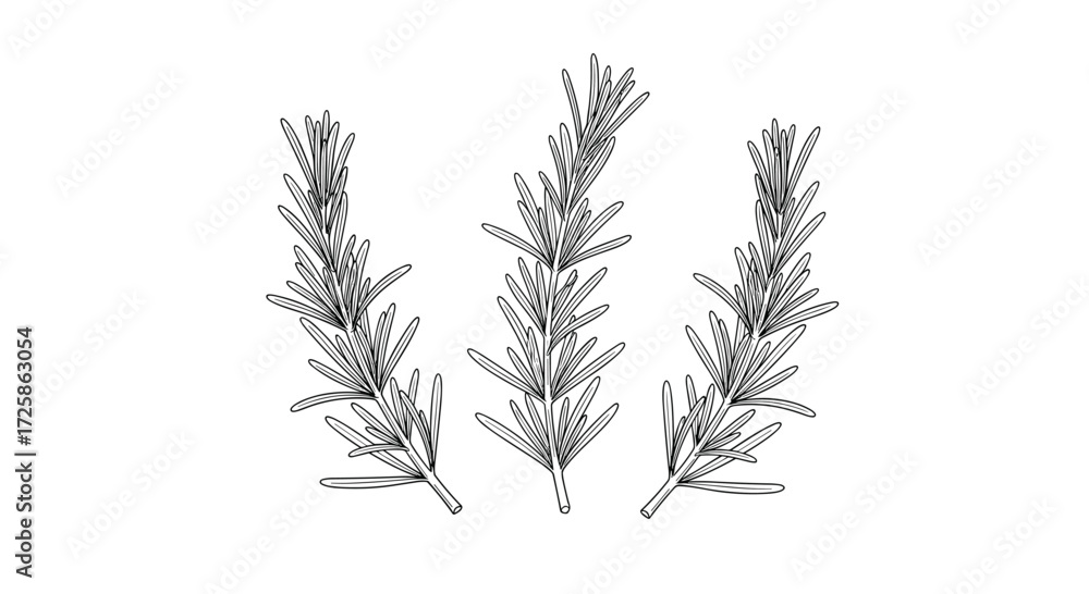 Naklejka premium Three sprigs of rosemary on a white background in a line.