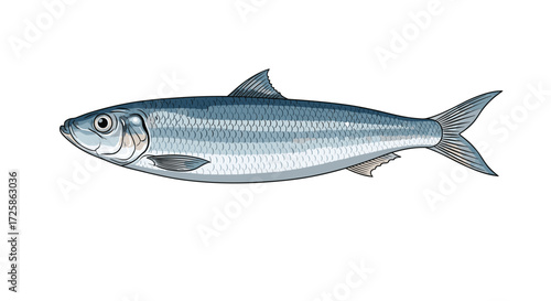 Illustration of a silvery fish commonly known as a herring.