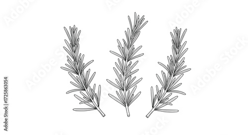Three sprigs of rosemary on a white background in a line.