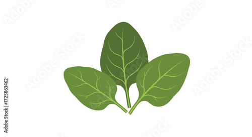 Fresh green spinach leaves represent a healthy and nutritious plant.