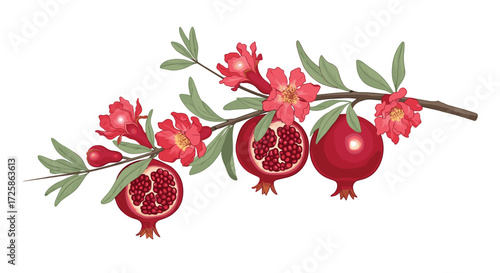 Pomegranate flowers and fruits on a branch.