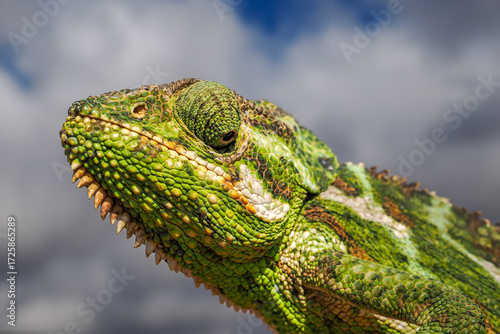 Close-up portrait of a Socotra Chameleon (Chamaeleo monachus) with detailed green scales against a cloudy sky