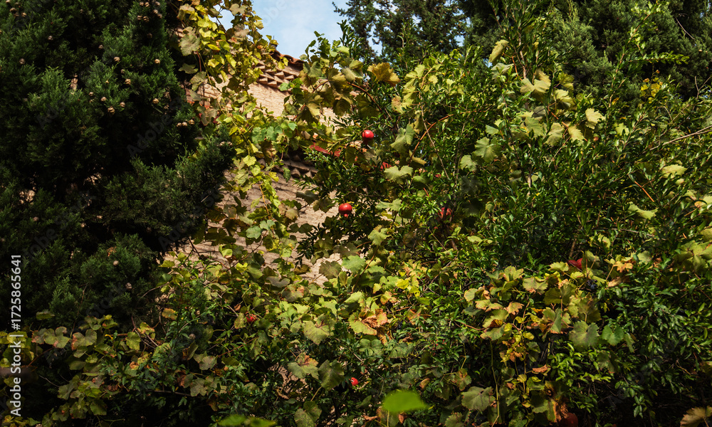 Fototapeta premium Lush greenery with grapevines and a pomegranate tree bearing ripe red fruits, set against a traditional stone wall. Dense foliage creates a natural, serene atmosphere in an old Tbilisi courtyard.