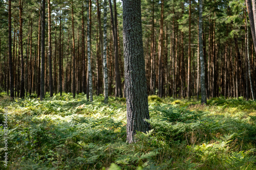Obraz premium Tall trees and lush ferns create a peaceful forest scene under soft sunlight at midday in a tranquil woodland area
