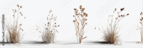 Dried grasses and weeds against a white background