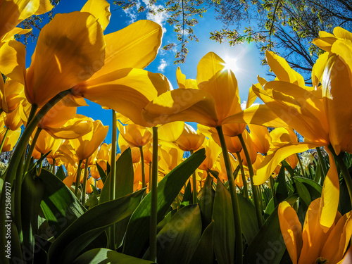 Low angle view of vibrant yellow tulips against blue sky and sunlight on a clear spring day. tullips blooming at Keukenhof, The Netherlands