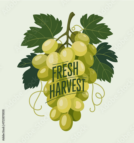 vector illustration of grapes