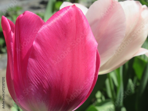 Zbliżenie na różowe kwiaty tulipanów © Kumulugma