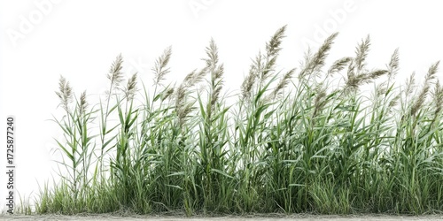 Wallpaper Mural Lush reeds, light gray seed heads, line against white Torontodigital.ca