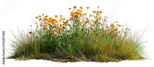 Cluster of bright orange-yellow wildflowers atop a bed of grass