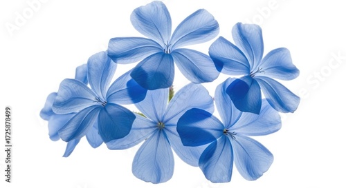 Wallpaper Mural Blue flowers isolated on white background Torontodigital.ca