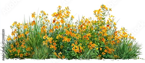 Dense cluster of vibrant yellow flowers and green grass