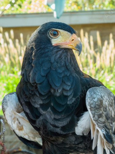 Falcon or Eagle Close-Up Portrait with Black Plumage and Orange Beak