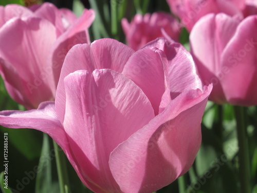 Zbliżenie na różowe tulipany © Kumulugma