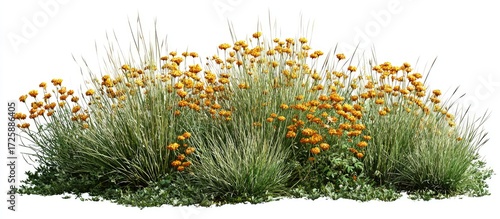 Dense cluster of light-green grass and small, bright-yellow flowers