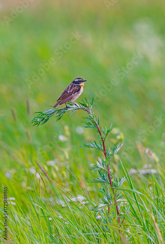 Whinchat - Saxicola rubetra posing in a field