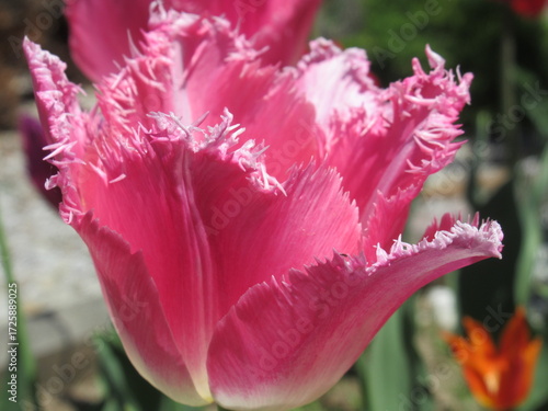 Zbliżenie na różowe tulipany © Kumulugma