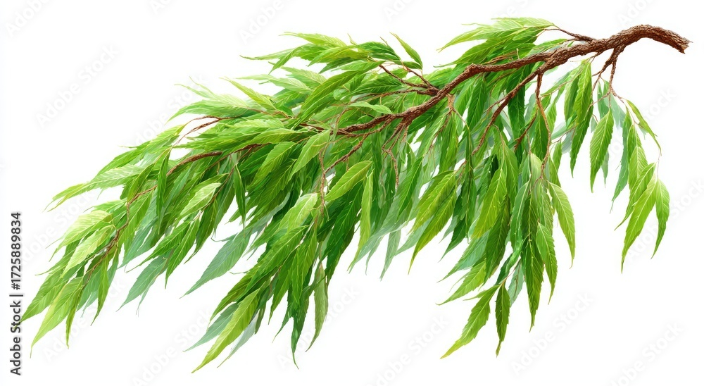 Fototapeta premium A vibrant green branch with delicate leaves