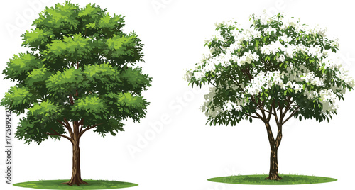 Vector illustration of lush green tree and blooming white flowering tree, botanical garden artwork, nature landscape, isolated tree design