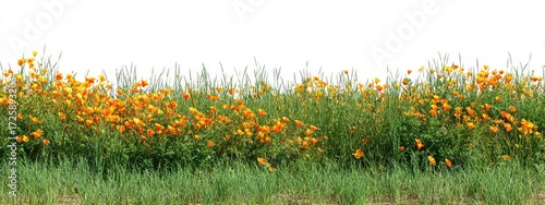 Orange and yellow wildflowers in a grassy border