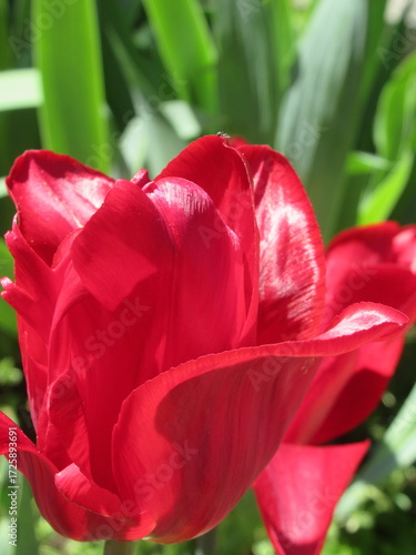 Zbliżenie na czerwono kwitnące tulipany © Kumulugma