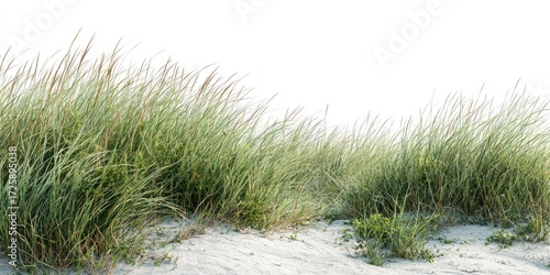 Lush green grass tufts on a sandy beach