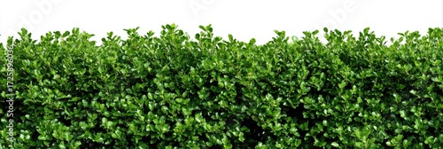 Wallpaper Mural Dense hedge of vibrant green foliage Torontodigital.ca