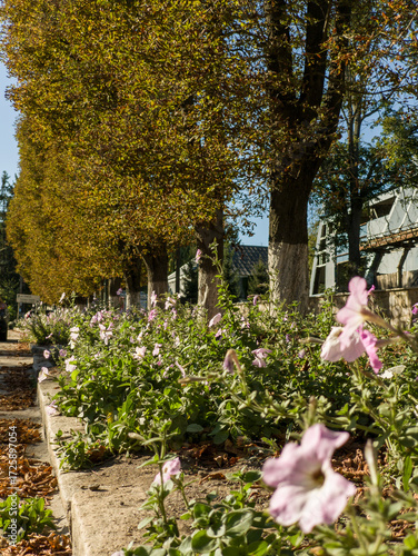A row of trees and flowers in a flower bed on a sidewalk