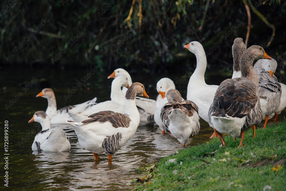 Obraz premium Domestic geese flock gathering on riverbank