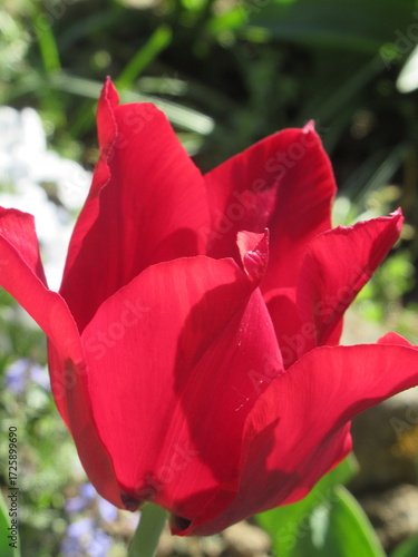 Zbliżenie na czerwono kwitnące tulipany © Kumulugma