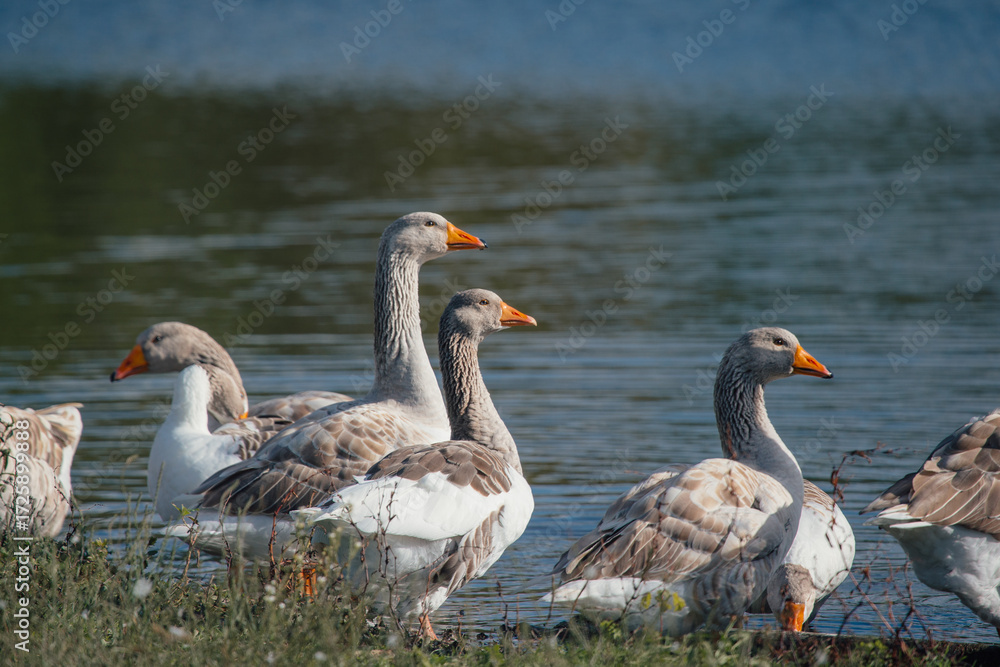 Obraz premium Greylag geese standing at waters edge in natural habitat