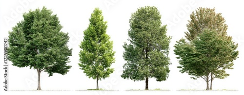 Four different trees, isolated against a white background.  Full, healthy, vibrant green foliage, varied shapes and densities.  Distinct trunks and canopies,  ideal for graphic design or illustration