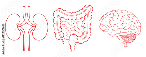 Red Line Art Illustrations of Human Kidneys, Intestines, and Brain