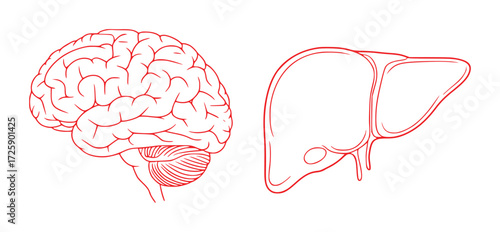 Red Outline Illustrations of Human Brain and Liver on White Background