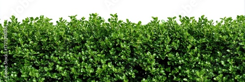 Wallpaper Mural Dense hedge of vibrant green foliage (1) Torontodigital.ca