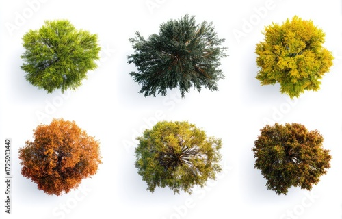 Six overhead views of autumnal trees