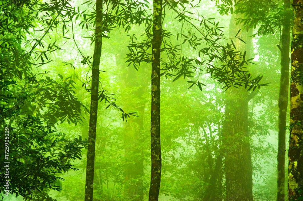 Obraz premium green forest in spring