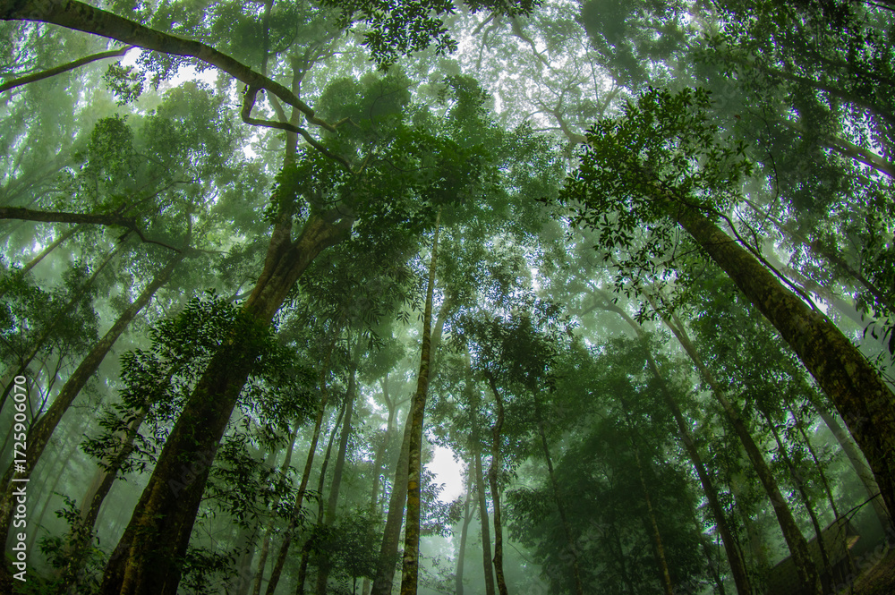 Obraz premium forest in the morning